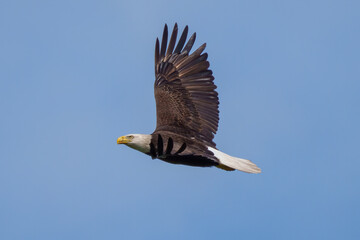 Bald Eagle inflight