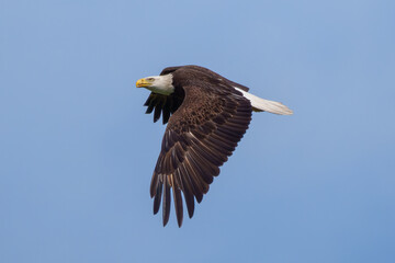 Bald Eagle inflight