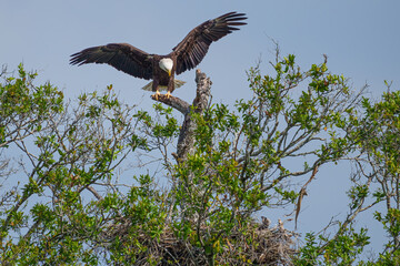 Bald Eagle landing by nest