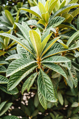 Obraz premium close up of leaves