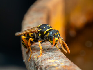 Wasp - Vespidae