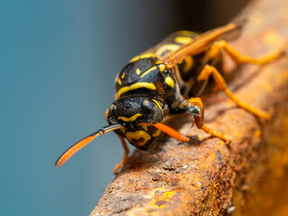 Wasp - Vespidae