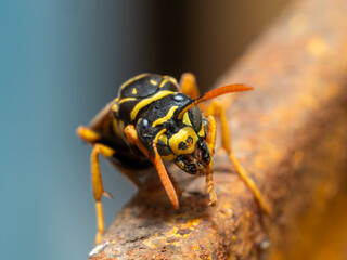 Wasp - Vespidae
