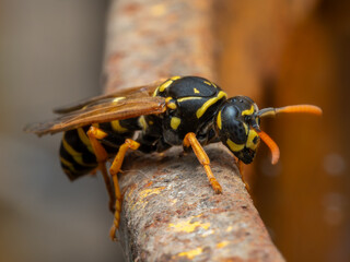 Wasp - Vespidae