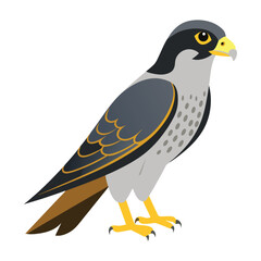 illustration of a falcon bird