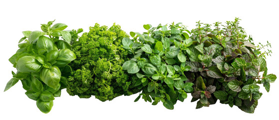 Obraz premium Fresh Assorted Herbs Collection on Transparent Background for Culinary Use or Design