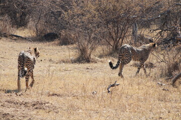cheetahs in the wild
