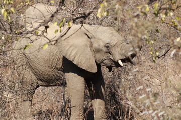 African Elephant herd in the wild charging tourist safari van or truck in a group of young and...