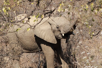 African Elephant herd in the wild charging tourist safari van or truck in a group of young and...