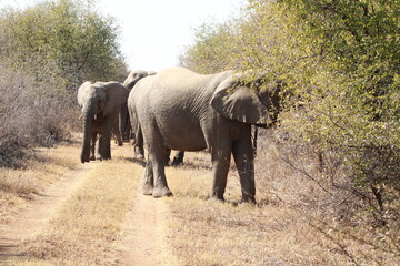 African Elephant herd in the wild charging tourist safari van or truck in a group of young and matriarch led elephant family