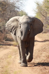 African Elephant herd in the wild charging tourist safari van or truck in a group of young and matriarch led elephant family