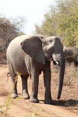 Obraz premium African Elephant herd in the wild charging tourist safari van or truck in a group of young and matriarch led elephant family