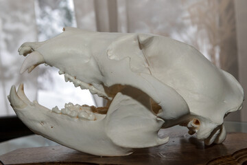 The Bear's Skull