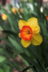 Yellow narcissus (Narcissus poeticus). Narcissus flowers in the garden against a background of green foliage. Photos of white and yellow large cup-shaped narcissus flowers.