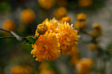 A compact deciduous shrub with thin shoots. The flowers are bright yellow, terry, resemble buttercups or small roses. Kerry is Japanese. Floral background, garden flowers.