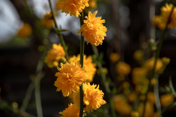 Floral background, garden flowers. Yellow flowers and green leaves in close-up. A bush in a flower bed with bright yellow flowers. Japanese kerry terry flowers. Japanese kerry or Japanese rose.
