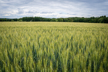 field of wheat in summer