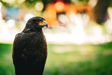 Aigle 