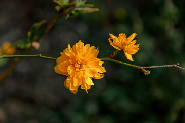 Kerry is Japanese. A compact deciduous shrub with thin shoots. The flowers are bright yellow, terry, resemble buttercups or small roses. Kerry is Japanese. Floral background, garden flowers. yellow fl