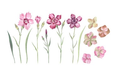 Set of the hand drawn watercolor maiden pink flowers and hydrangea standalone flowers isolated on transparent background