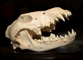 Naklejka premium The skull of a wolf on a black background