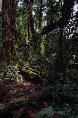 A carpet of vegetation and moss in the jungle