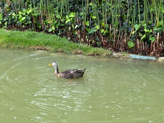 Pato nadando entre agua de lago lindo