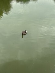 Pato nadando en lago