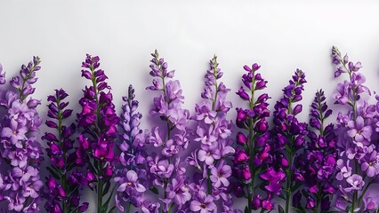 Naklejka premium Purple summer flowers on white background