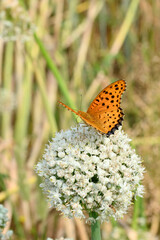 closeup the beautiful orange black color butterfly hold on the onion flower with plant soft focus natural green brown background.