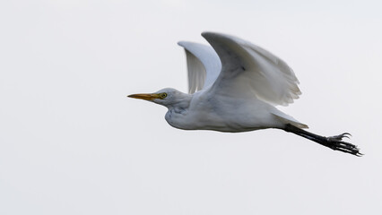 great white heron