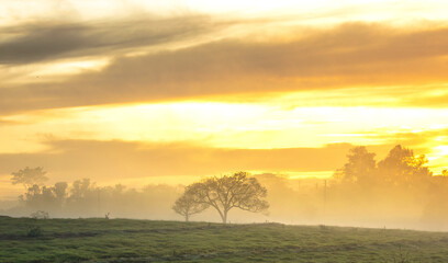 
Fog and trees on a beautiful morning, a beautiful landscape with fog and the sunrise
