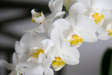 white orchid flower