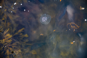 Fototapeta premium jellyfish