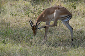 impala antelope in the wild