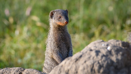 mongoose on a rock
