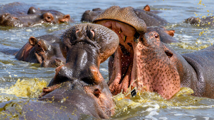hippopotamus in water