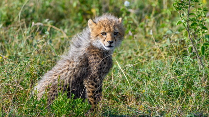 cheetah in the grass