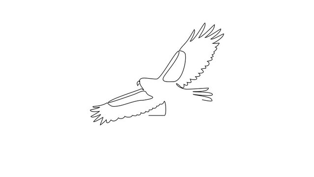 Animated self drawing of Falcon video design illustration. Poultry and bird animal themes in simple continuous line design concept. Poultry refer to domesticated birds raised for their meat, eggs.