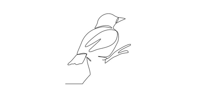 Animated self drawing of Sparrow video design illustration. Poultry and bird animal themes in simple continuous line design concept. Poultry refer to domesticated birds raised for their meat, eggs.