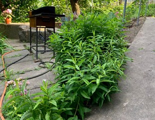 Garden hose on stone pathway surrounded by green plants and foliage