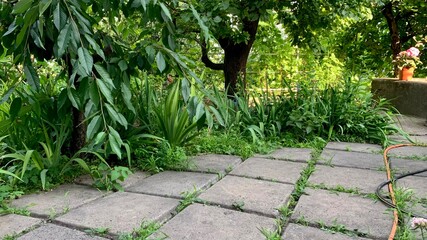 Trees and plants growing near concrete path in outdoor garden with green foliage