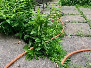 Garden plants and flowers growing between stone pavement with hose in backyard