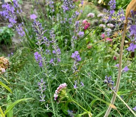 Lavender wild growing blooming garden homegrown field flowers green purple seasonal grass land decor