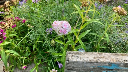Wild blossom bloom flowers white pink garden decorative farm park wooden bench cozy sitting place bed grass green