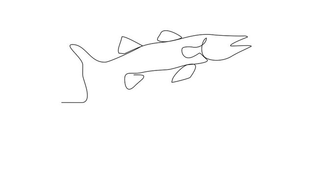 Animated self drawing of barracuda video design illustration. Fish animal themes in simple continuous line design video concept. Fish are aquatic vertebrates live in water and breathe through gills.