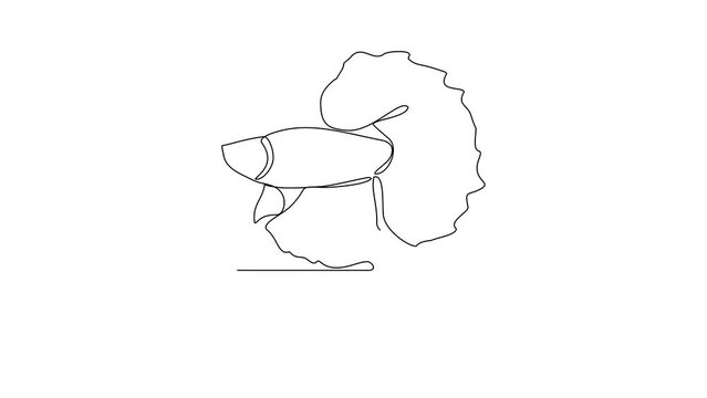 Animated self drawing of Betta video design illustration. Fish animal themes in simple continuous line design video concept. Fish are aquatic vertebrates live in water and breathe through gills.