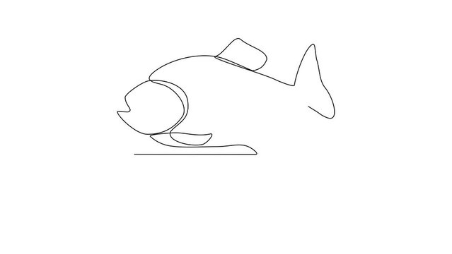 Animated self drawing of piranha video design illustration. Fish animal themes in simple continuous line design video concept. Fish are aquatic vertebrates live in water and breathe through gills.