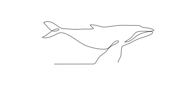 Animated self drawing of Whale video design illustration. Fish animal themes in simple continuous line design video concept. Fish are aquatic vertebrates live in water and breathe through gills.
