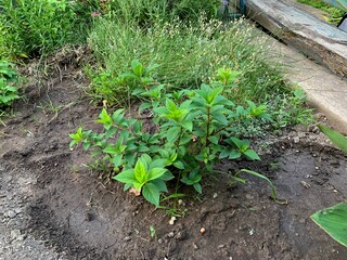Small green shrub with new growth in a garden bed surrounded by dirt and grass
